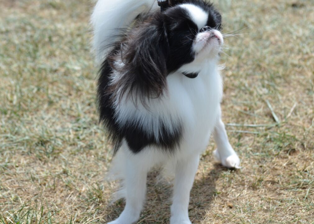 #18. Japanese Chin (tie)